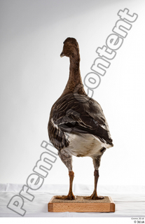 Greater white-fronted goose Anser albifrons whole body 0007.jpg